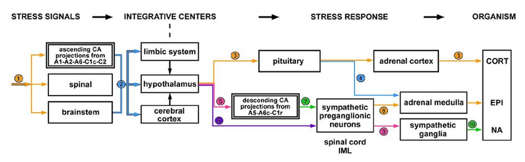 összefoglaló 1 stressful stimuli 2 projections to the integrative centers 3 HPA axis 4 pituitary-adrenomedullary pathway 5 inputs to descending CA-projection neurons 6 non-aminerg