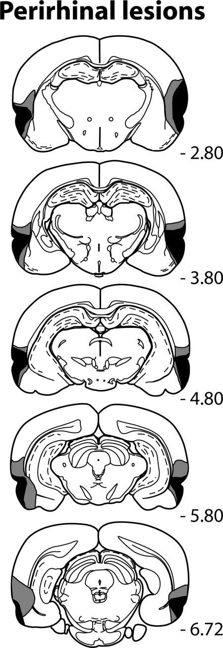 Figure 3. Coronal sections depicting the extent of cell loss in the animals with the smallest (dark gray) and largest (light gray) perirhinal cortex lesions.