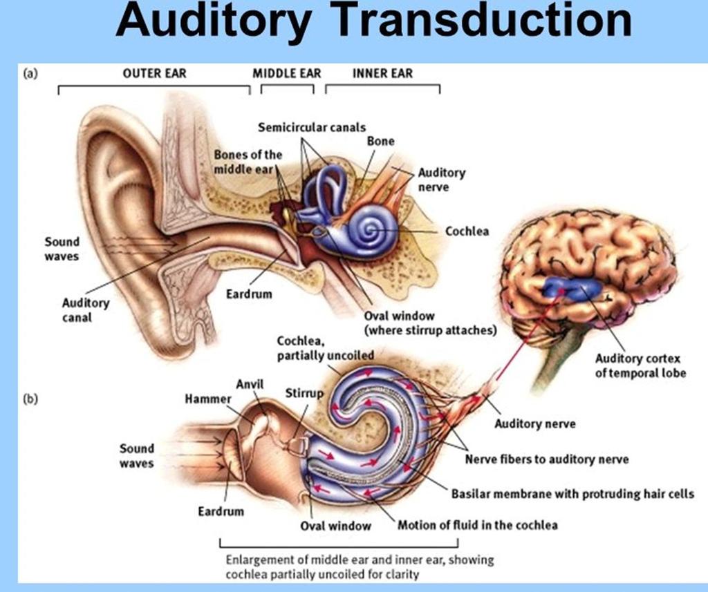 Transduction in the ear Sound waves hit the eardrum then anvil then hammer then stirrup then oval window. Everything is just vibrating. Then the cochlea vibrates.