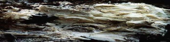 cellulose, hemicellulose and lignin at equal rates Selective White Rot fungi traditionally