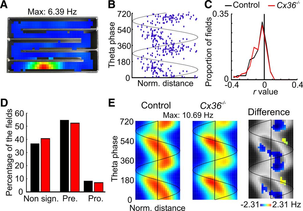 Allen et al. Gap Junction Involvement in Spatial Coding and Memory J. Neurosci., April 27, 2011 31(17):6542 6552 6549 Figure 5. Altered theta phase precession in Cx36 / mice.