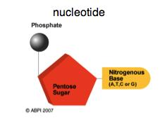 acid (RNA): single stranded and contains the sugar
