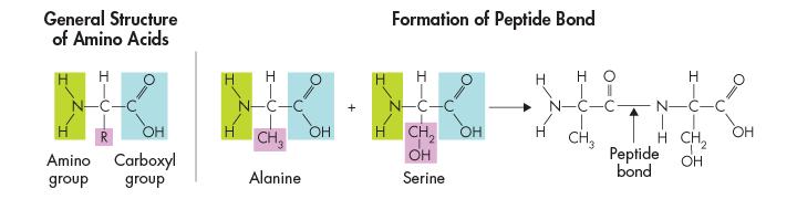 Peptide bonds Amino acids differ from each other in a side chain called the R-group, which
