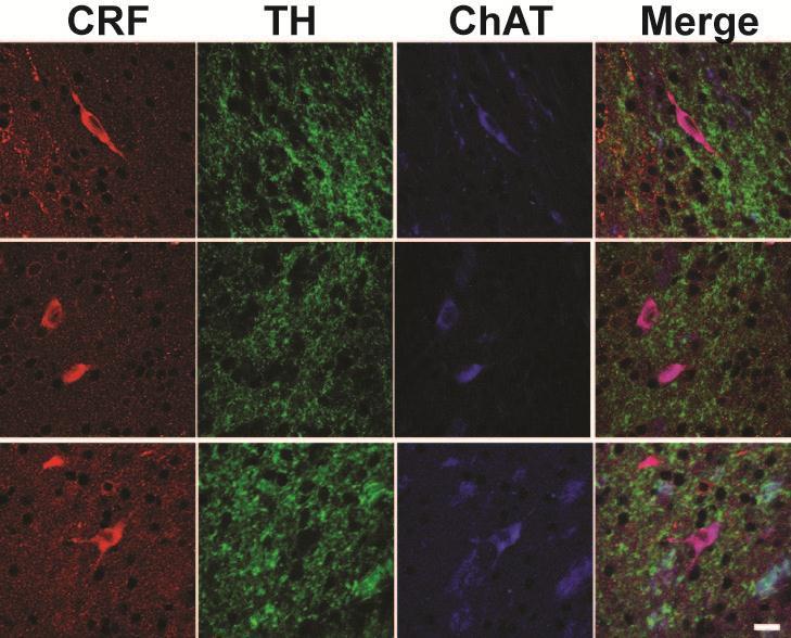 doi:10.1038/nature11436 Supplementary Figure 1. CRF peptide is localized cholinergic interneurons throughout the nucleus accumbens.