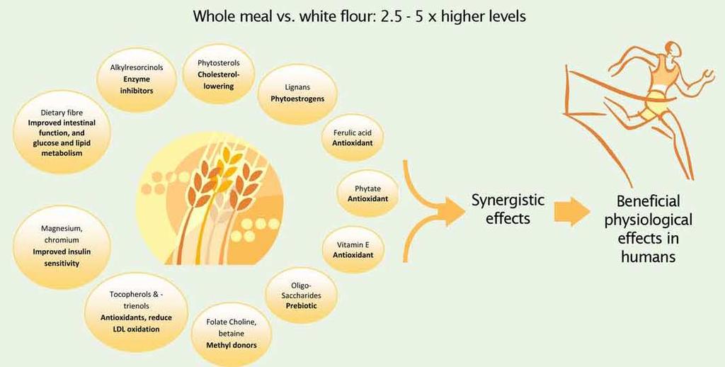 Whole grain food bioactivity Source: Healthgrain Forum leaflet: