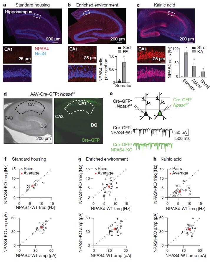 Fig. 1. Exposure of mice to increased circuit activity reveals an NPAS4-depdendent regulation of inhibition in vivo. Fig. 2.