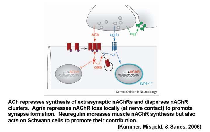 (3) Repression of extrasynaptic AChR synthesis.