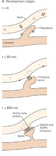 Presynaptic induction: additional CAMs (inductive factors) induce the formation of presynaptic active zones and stabilize the nascent synaptic junction.