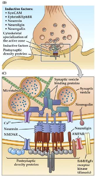 Inductive Factors for Synaptogenesis (Fig. 23.8) Inductive factors bring together machinery of pre- and postsynaptic sites.