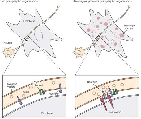 Neurexin (pre-)-neuroligin (post) Interaction Promotes Synaptic Differentiation The interaction of neurexin with neuroligin is central for recruiting and retaining cytoskeletal elements that localize