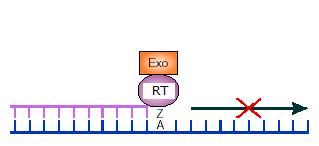 Exo Nucleotide excision