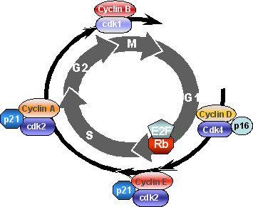 Cell cycle is controlled by CDKs and their inhibitors p27 p57 The upregulation of mir-221 mir-221 may block