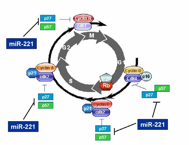 Oncogenic action of mir-221 The up-regulation of mir-221 blocks