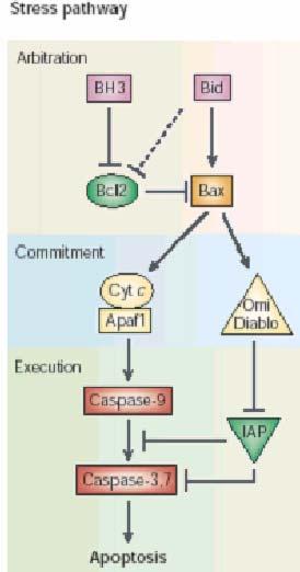 BCL2, This mechanism may be responsible for the accumulation