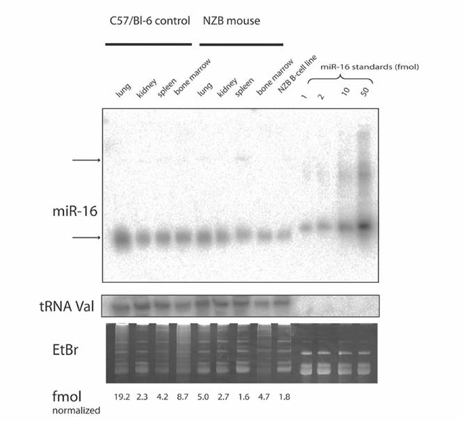 NZB mouse strain presents a point mutation near the 3 end of mir-15/16