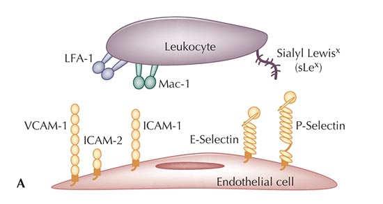 The Surface of a Dysfunctional Endothelial Cell Temporal changes in CECs Following Angioplasty Angioplasty Cath only Endothelial dysfunction is characterized by the overexpression of leukocyte