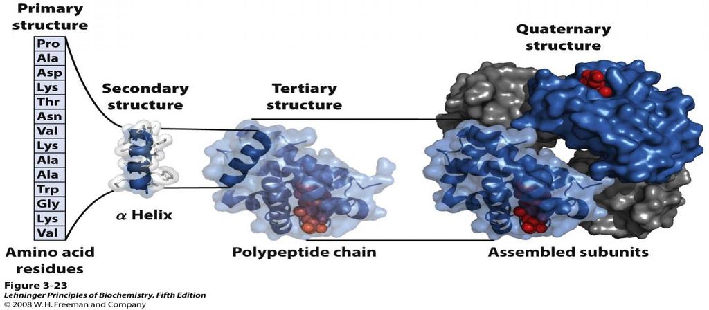 Levels of structure in proteins The primary structure consists of a sequence of amino acids linked together by peptide bonds and includes any disulfide bonds.