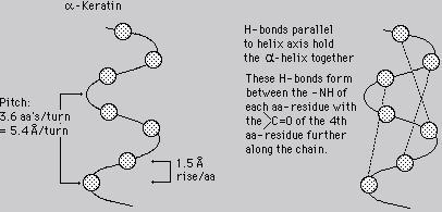 arrangements of amino acids that are located near to each other in the linear sequence