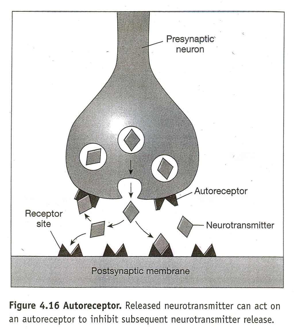EXCEPTIONS Auto-Receptor Inhibitory Neurotransmitter In cells with "Auto-Receptors" the presynaptic