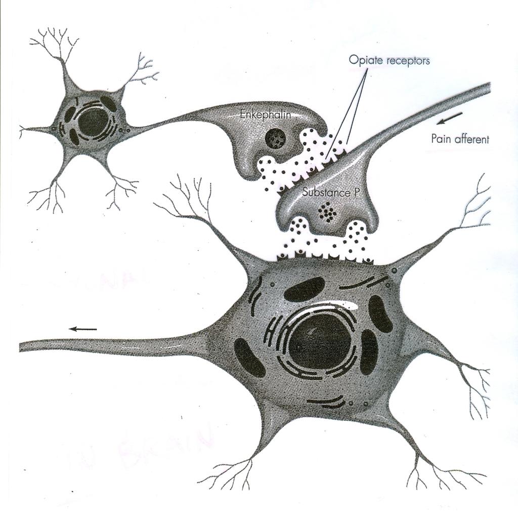 EXCEPTIONS Axo-Axonal Synapses In