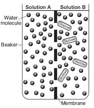Figure 2 Base your answer to the question on the diagram below and on your knowledge of biology. The diagram represents two solutions, A and B, separated by a selectively permeable membrane. 2. [Refer to figure 2] Which statement best describes the outcome after 20 minutes?