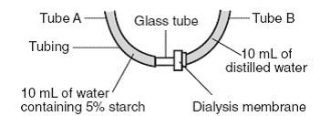 15. The diagram below represents a laboratory setup used by a student during an investigation of diffusion. Which statement best explains why the liquid in tube A will rise over a period of time? a. The starch concentrations are equal on both sides of the membrane.