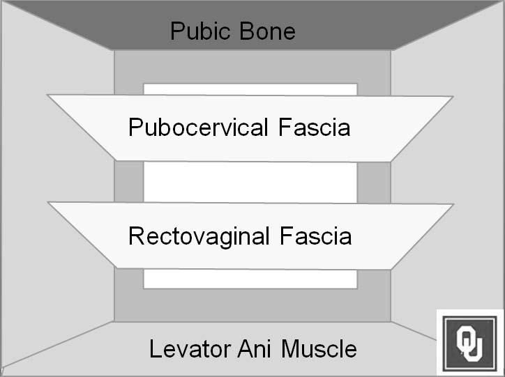 walls and support from the levator ani muscles that are under