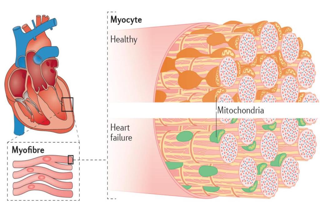 mitochondria: 40% cell volume