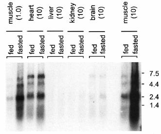 Northern blot analysis of atrogin mrna After fasting, the levels of 3 transcripts increased The 7-fold increase specific exclusively to striated muscle Source: Figure (3A), Gomes, M.D. et al.