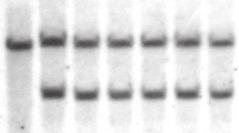 a WT ES clones 5 probe 35.2 kb (WT allele) 19.6 kb (Targeted allele) 1.7 kb (WT allele) 3 probe 4.8 kb (Targeted allele) Neo probe 6.6 kb b mir-33a (A.U.) 2.5 2.