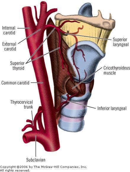 Blood Supply 11 Arteries: Upper half : Superior laryngeal artery, branch of superior thyroid artery. 2.