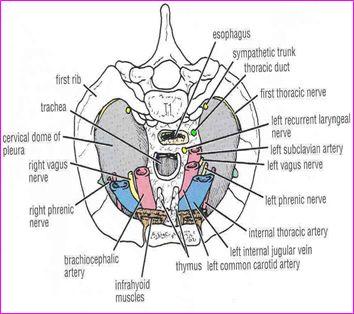Trachea (windpipe) 13 Relations in the trachea : Anterior Posterior -Sternum -Thymus -Left brachiocephalic vein -Arch of the aorta, origin of: brachiocephalic artery left common carotid artery