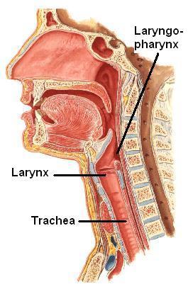 Larynx 3 STARTs here The larynx is the part of the respiratory tract which contains the vocal cords. In adult it is about 2 -inches- long tube.