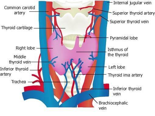ENDs here Relations of the Larynx : its related to major critical structures in the neck Arteries 3 Carotid arteries: (common, external and internal).