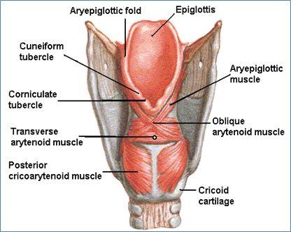 Larynx components 4 The larynx consists of four basic components: Cartilaginous skeleton Membranes and Ligaments Mucosal Lining Muscles (intrinsic & Extrinsic) 1- Cartilaginous Skeleton The