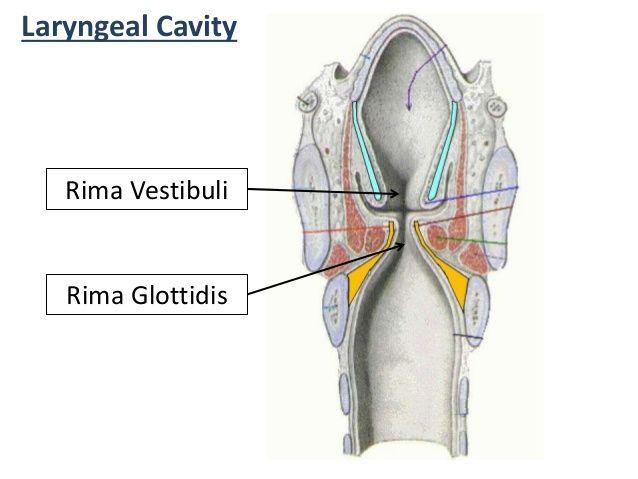 Rima vestibuli is a narrow region between the vestibular folds Rima glottidis is a more narrow region between the vocal folds.