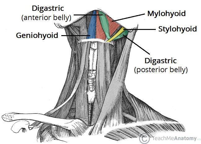 8 Larynx components 4- Muscles A-Extrinsic muscles :