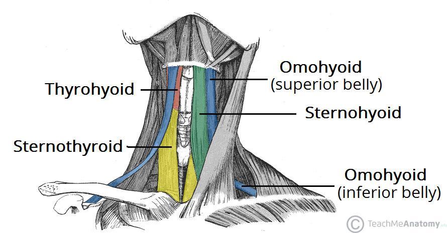 (MSGD) Elevators of the Larynx Stylohyoid Geniohyoid