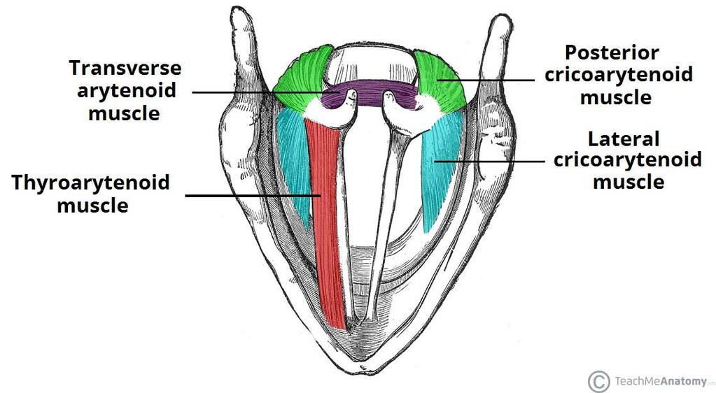 vocal cord Oblique Arytenoid muscle Aryepiglottic muscle Decrease Vocal cord