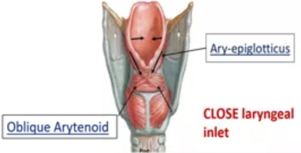 and tension Cricothyroid muscle (Only one can found outside the larynx)