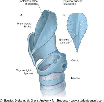 Epiglottis Is a 'leaf-shaped' cartilage attached by its stem to the angle of the thyroid cartilage Projects posterosuperiorly from its attachment to the thyroid cartilage.