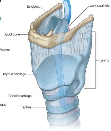 The Larynx Extends from the middle of C3 vertebra till the level of the lower border of C6 Continue as Trachea Above it