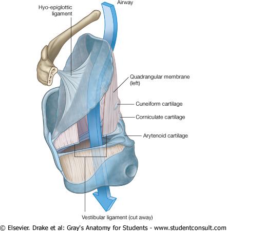 Quadrangular membrane Runs between the lateral margin of the epiglottis and the anterolateral surface of the arytenoid cartilage Attached to the corniculate