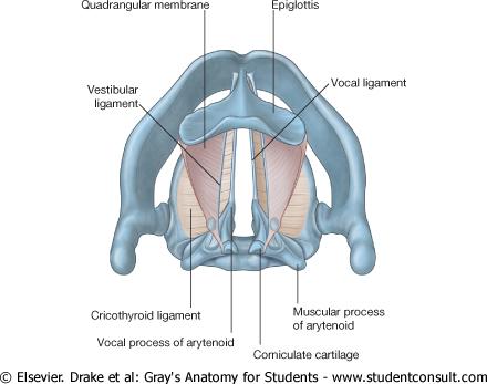Quadrangular membrane Vestibular ligament is separated from the vocal ligament below
