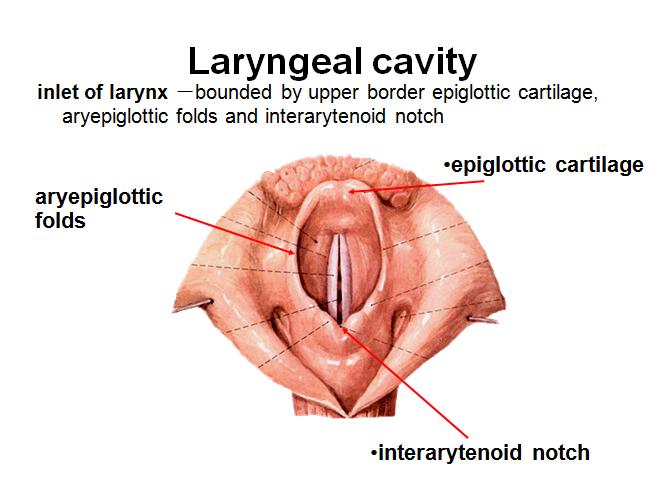 laryngeal inlet Anterior border is formed by mucosa covering the superior margin of the epiglottis Lateral borders are formed by mucosal folds