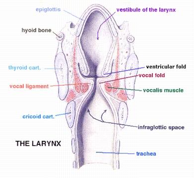 Division into three major regions The vestibular and vocal folds, divide it into three major regionsthe vestibule, a middle chamber, and the infraglottic cavity The vestibule