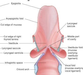 Division into three major regions The middle part of the laryngeal cavity is very thin and is between the vestibular folds above and the vocal folds below Vocal folds enclose