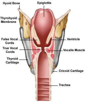 Laryngeal ventricles and saccules On each side, the mucosa of the middle cavity bulges laterally through the gap between the vestibular and vocal ligaments to produce a laryngeal ventricle Tubular