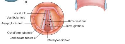 Rima vestibuli and rima glottidis Rima vestibuli is a triangular-shaped opening between the two adjacent vestibular folds at the entrance to the middle chamber Apex of the