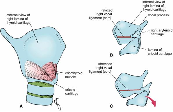 Cricothyroid muscles Pull the thyroid cartilage forward and rotate it down relative to the cricoid cartilage These actions Tenses vocal cords Are the only intrinsic